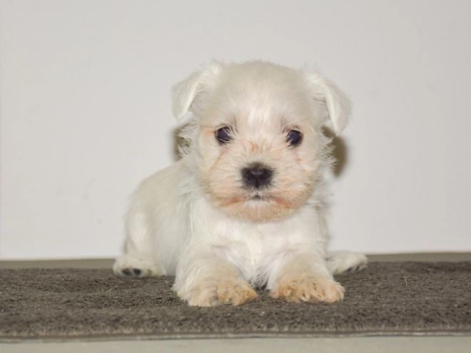 Miniature Schnauzer puppy for sale