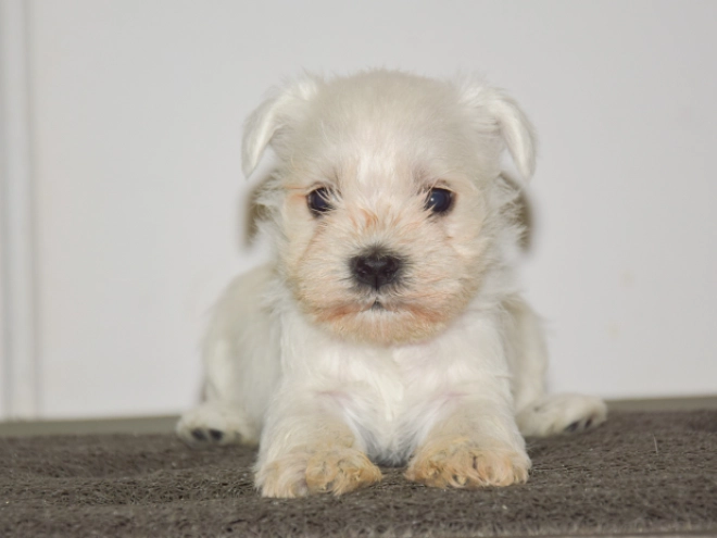 Miniature Schnauzer puppy for sale