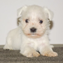 Thunderbird, white Miniature Schnauzer for sale