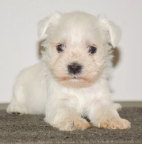 Perros Schnauzer Miniatura en venta