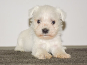 Miniature Schnauzer puppy for sale