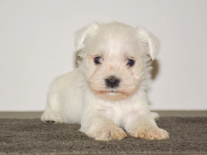 Miniature Schnauzer puppy for sale