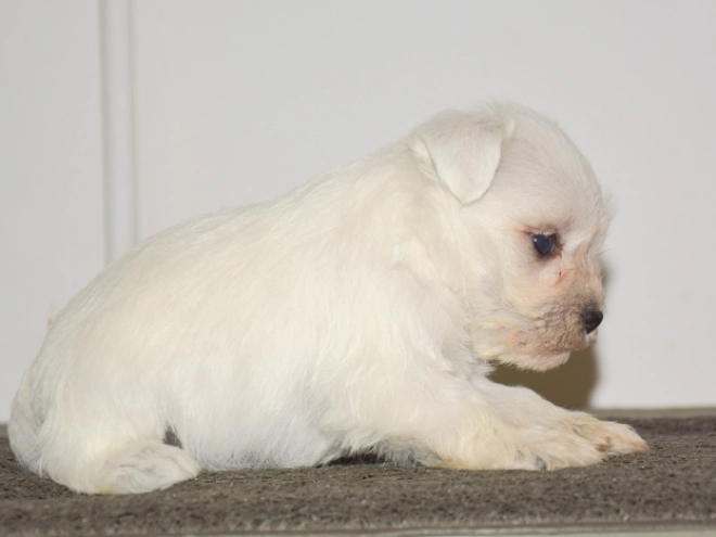 Miniature Schnauzer puppy for sale