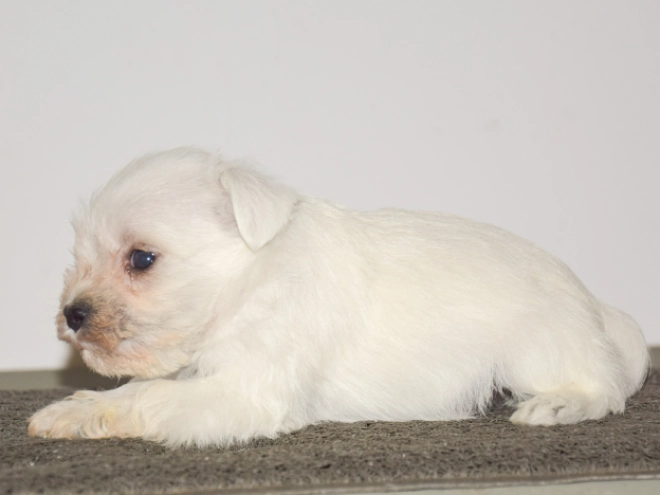 Miniature Schnauzer puppy for sale