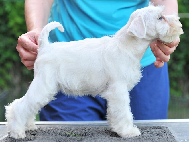 Miniature Schnauzer puppy for sale