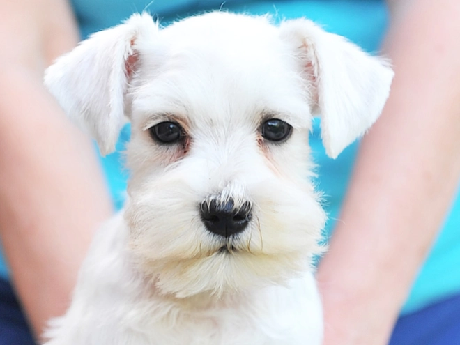 Miniature Schnauzer puppy for sale