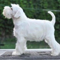Thunderbird, white Miniature Schnauzer for sale