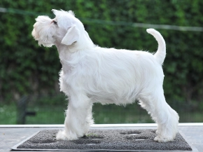 Miniature Schnauzer puppy for sale