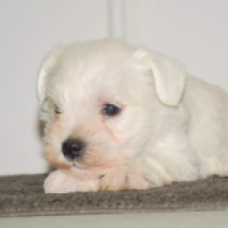 White Silk, white Miniature Schnauzer for sale