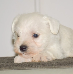 Perros Schnauzer Miniatura en venta