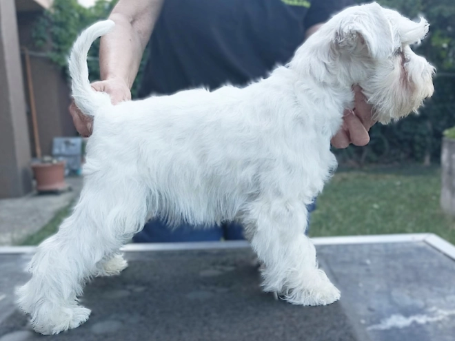 Miniature Schnauzer puppy for sale
