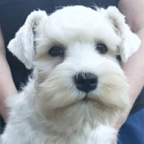 Violet, white Schnauzer Miniatura en venta