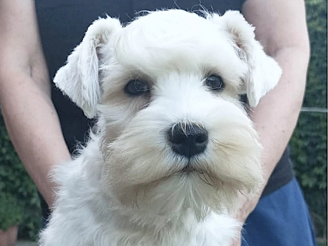 Miniature Schnauzer puppy for sale
