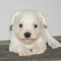Storm, white Miniature Schnauzer for sale