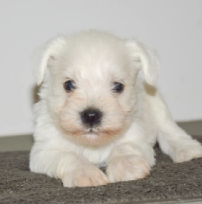Perros Schnauzer Miniatura en venta
