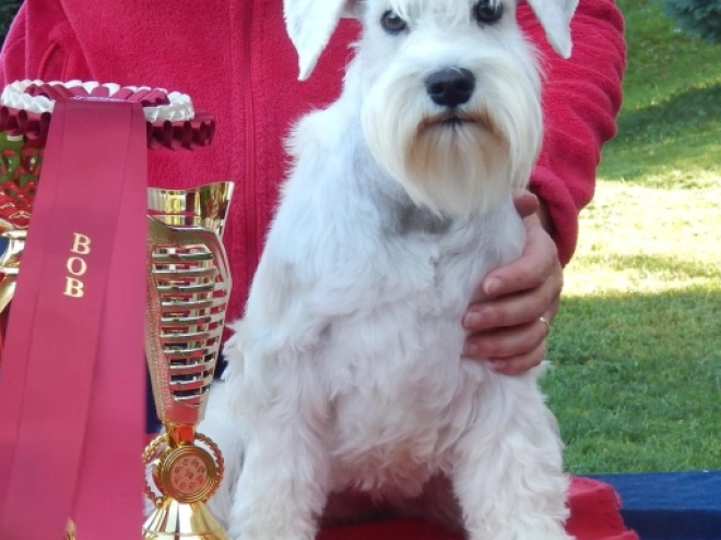 Miniature Schnauzer puppy for sale