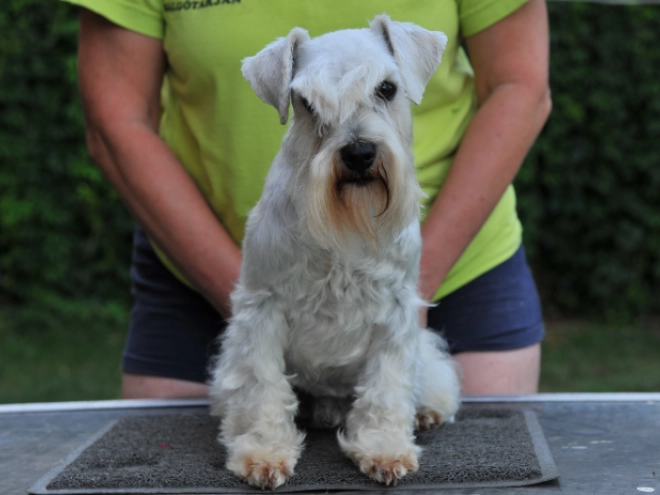 Zwergschnauzer Welpe kaufen