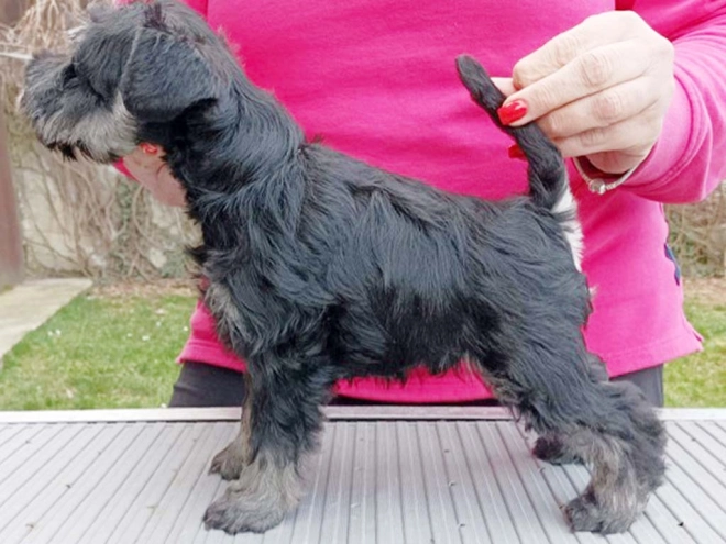 Miniature Schnauzer puppy for sale