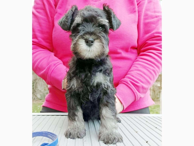 Miniature Schnauzer puppy for sale