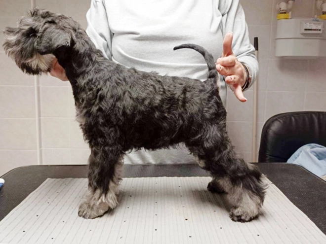 Miniature Schnauzer puppy for sale