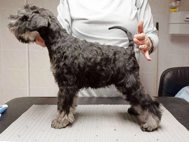 Miniature Schnauzer puppy for sale