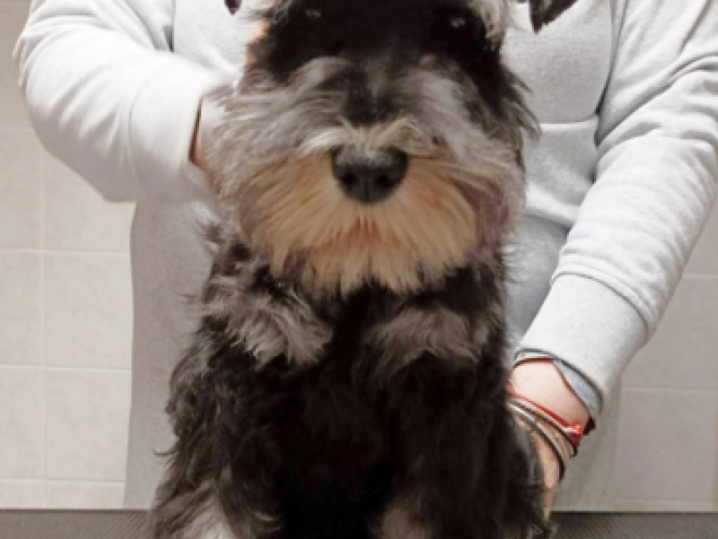 Miniature Schnauzer puppy for sale