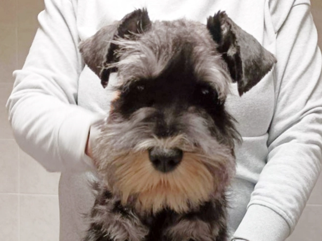 Miniature Schnauzer puppy for sale