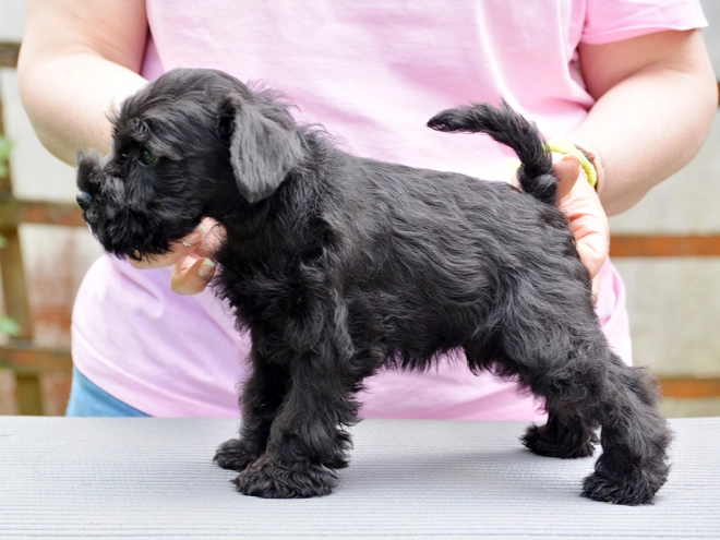 Miniature Schnauzer puppy for sale