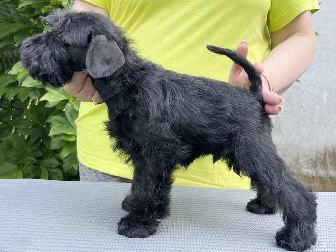 Miniature Schnauzer puppy for sale