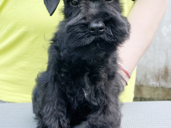 Miniature Schnauzer puppy for sale