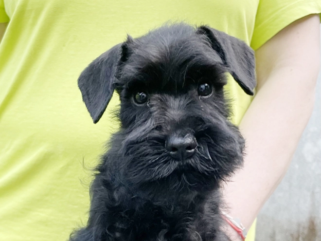 Miniature Schnauzer puppy for sale
