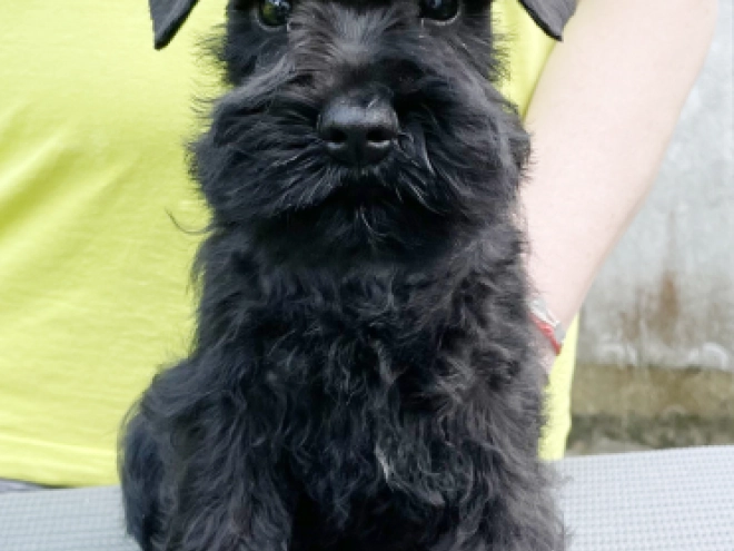 Miniature Schnauzer puppy for sale