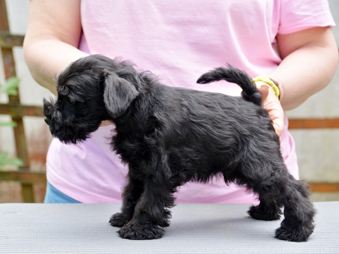 Miniature Schnauzer puppy for sale