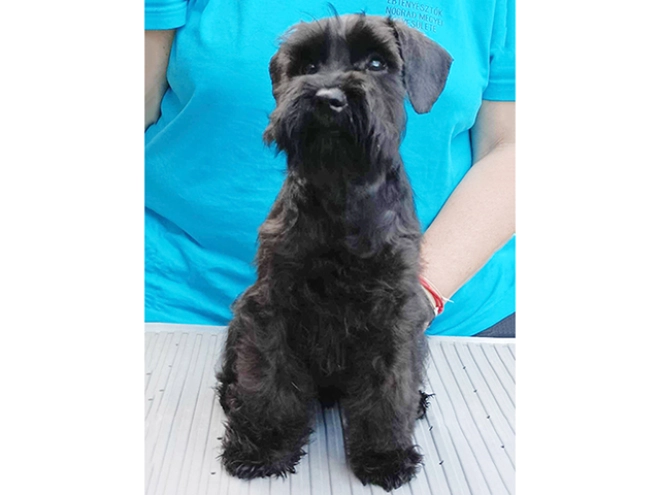 Miniature Schnauzer puppy for sale