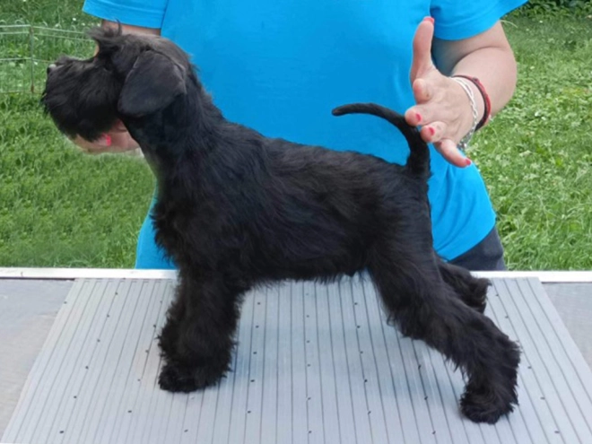 Miniature Schnauzer puppy for sale