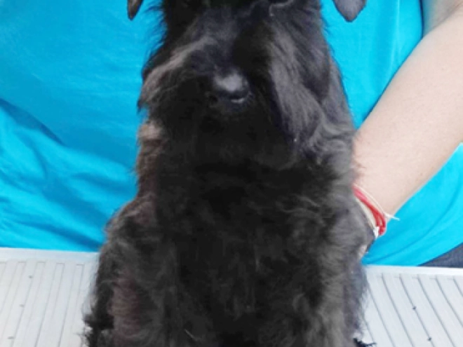 Miniature Schnauzer puppy for sale