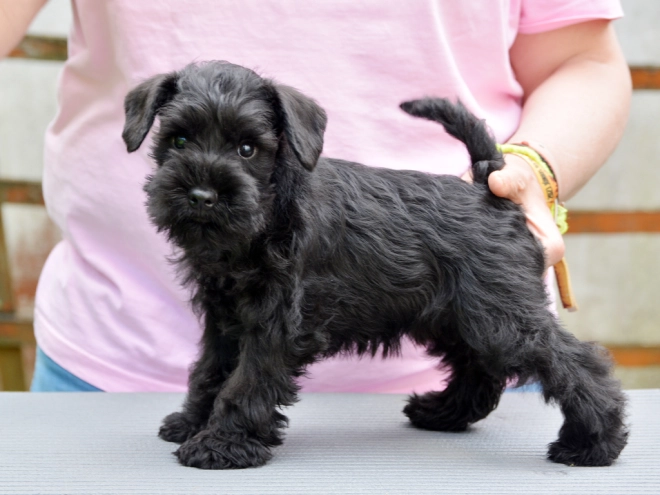 Miniature Schnauzer puppy for sale