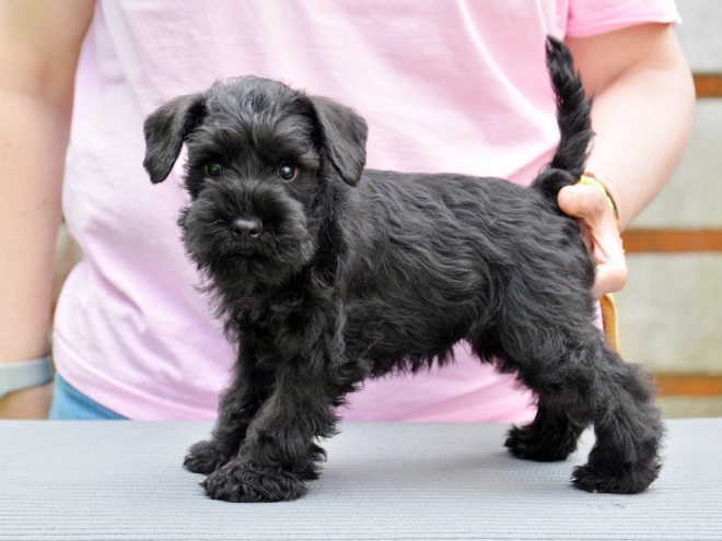 Miniature Schnauzer puppy for sale