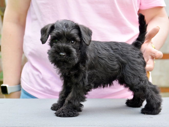 Miniature Schnauzer puppy for sale
