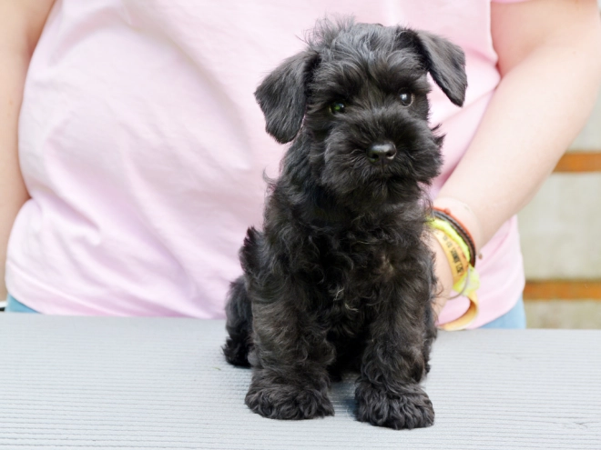 Miniature Schnauzer puppy for sale