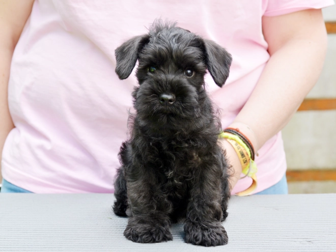 Miniature Schnauzer puppy for sale