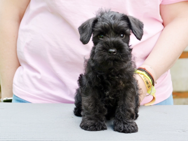 Miniature Schnauzer puppy for sale