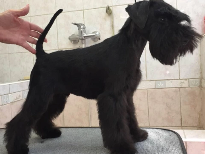 Miniature Schnauzer puppy for sale
