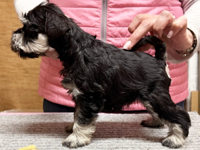 Miniature Schnauzer puppy for sale