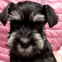 Katy Perry, black and silver Miniature Schnauzer for sale