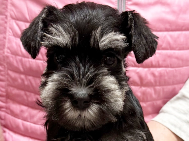 Miniature Schnauzer puppy for sale
