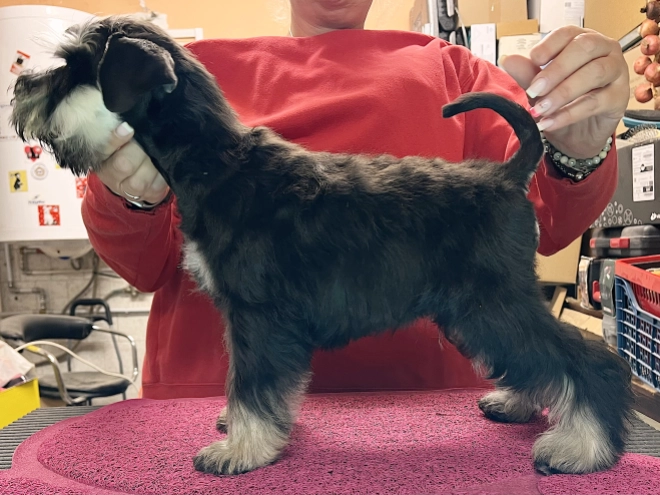 Miniature Schnauzer puppy for sale
