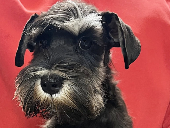 Miniature Schnauzer puppy for sale