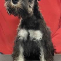 Katy Perry, black and silver Schnauzer Miniatura en venta