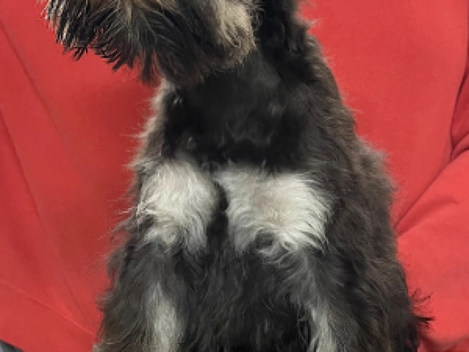 Miniature Schnauzer puppy for sale
